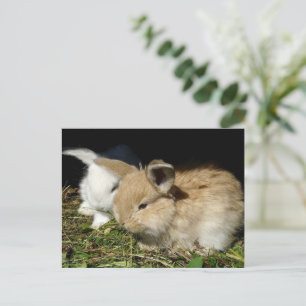 Postal Pequeños conejitos esponjosos