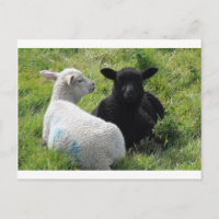 Pequeños corderos blancos y negros