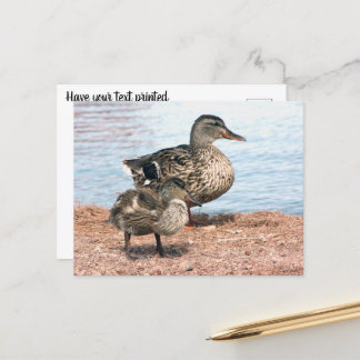 Postal Pequeños Ducklings en el estanque