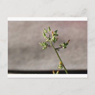 Postal Pequeños Flores
