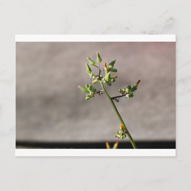 Postal Pequeños Flores (Anverso)