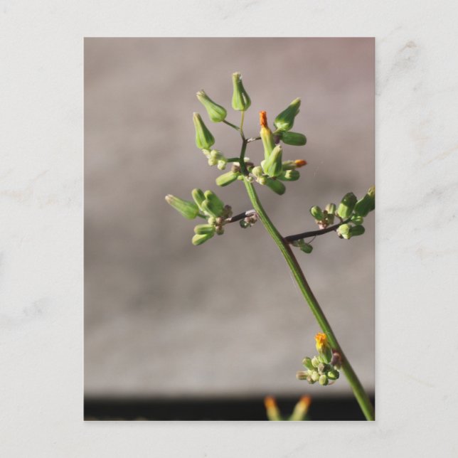 Postal Pequeños Flores (Anverso)