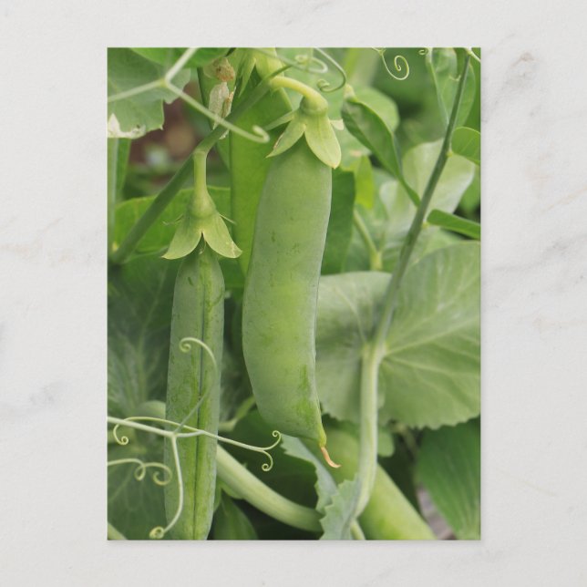 Postal Pequeños guisos de verano (Anverso)