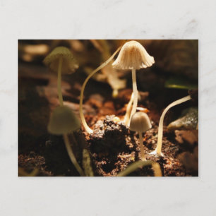 Postal Pequeños hongos