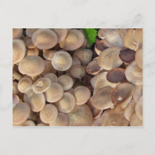 Postal Pequeños hongos