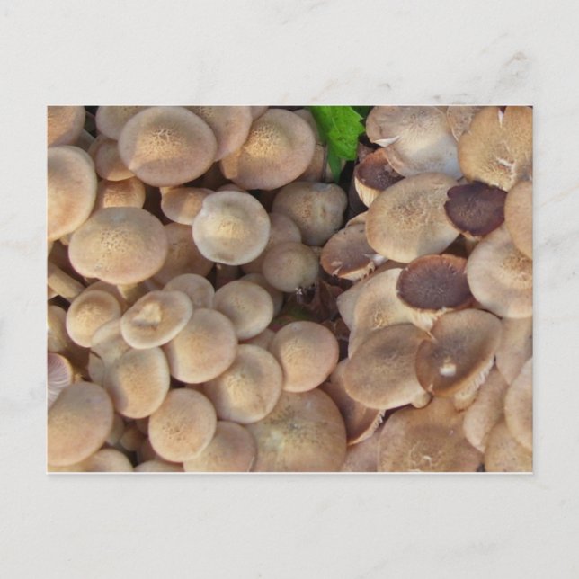 Postal Pequeños hongos (Anverso)