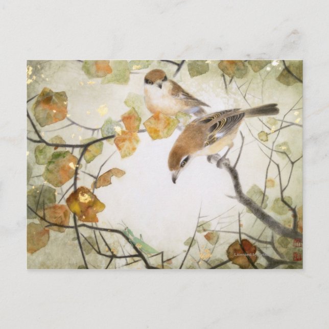 Postal Pequeños Shrikes con cabeza de toro (Anverso)