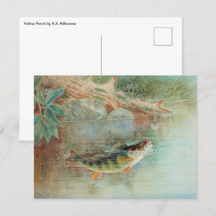 Postal Perca amarilla de S.A. Kilbourne, pescado antiguo