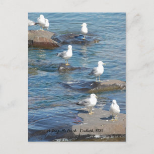 Postal Perca De Gaviotas, Duluth De Las Gaviotas, MN