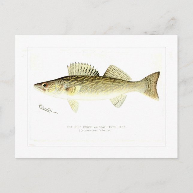 Postal Perca de Pike o Pike Pared-observado (Anverso)