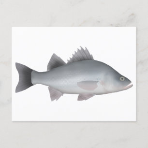 Postal Percha blanca