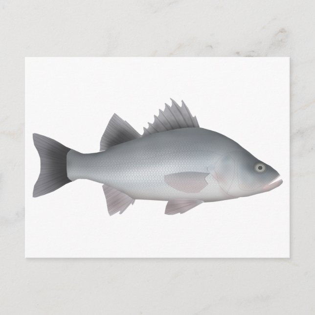 Postal Percha blanca (Anverso)