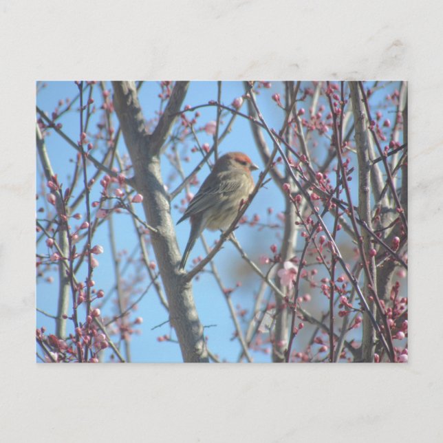 Postal - Percha de primavera (Anverso)