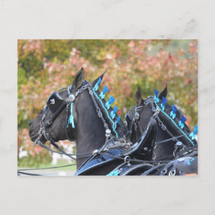 Postal Percheron