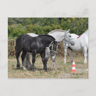 Postal Percheron de color negro y gris en Francia