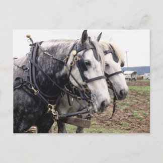 Postal Percheron Tandem