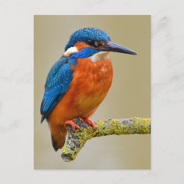 Postal Perching Kingfisher (Anverso)