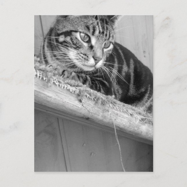 Postal Perdido (Anverso)