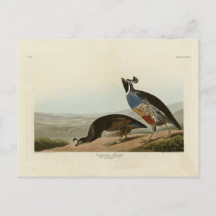 Postal Perdiz de California - Aves de América de Audubon