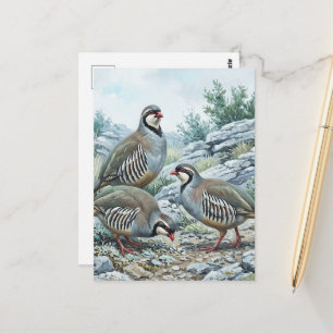 Postal Perdiz Griega ,Alectoris Graeca Aves de Caza