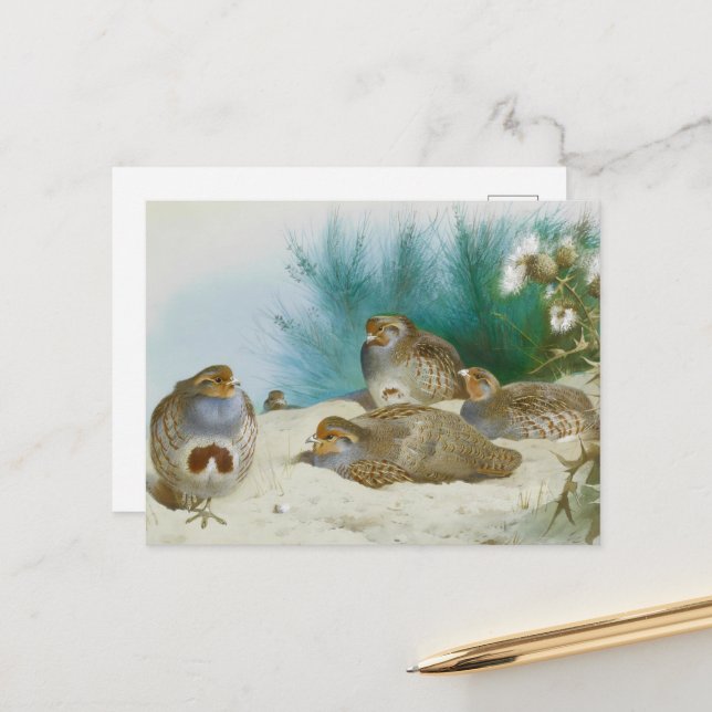 Postal perdiz inglesa con gorjeo y silbatos, arte (Anverso/Reverso In Situ)