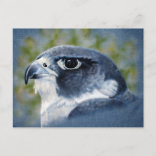 Postal Peregrine-aircepillo