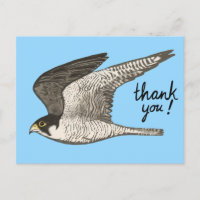 Peregrine Falcon Lápiz de Colores GRACIAS