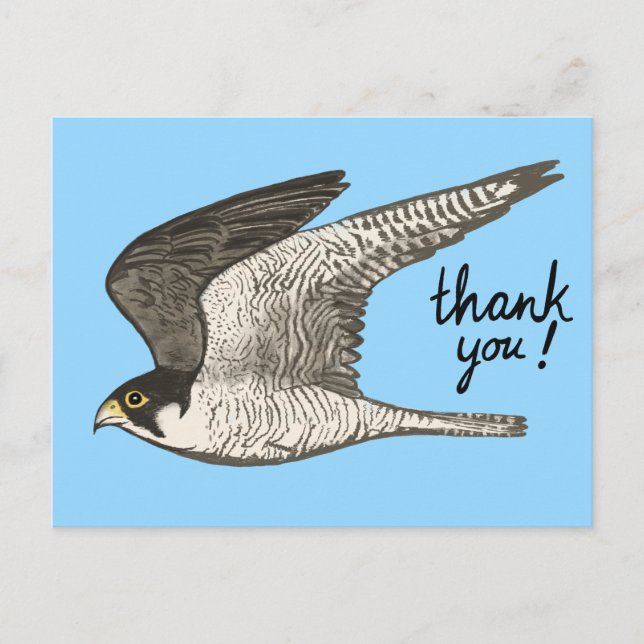 Postal Peregrine Falcon Lápiz de Colores GRACIAS (Anverso)
