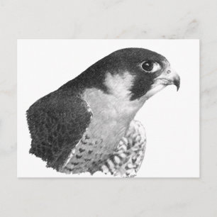 Postal Peregrine Falcon-Pencil