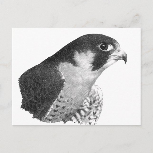 Postal Peregrine Falcon-Pencil (Anverso)
