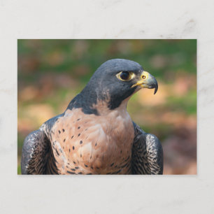 Postal Peregrine Falcon Profile