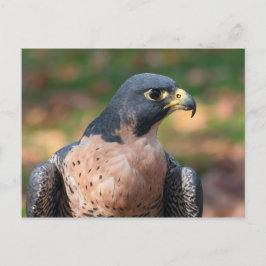 Postal Peregrine Falcon Profile
