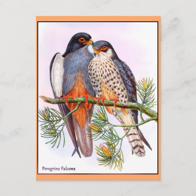 Postal Peregrine Falcons (Anverso)