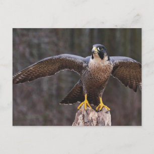 Postal Peregrine Osprey