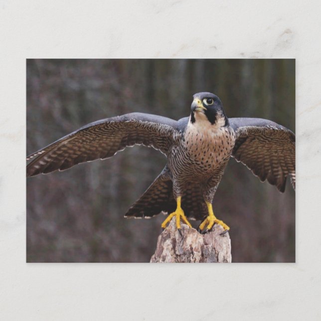Postal Peregrine Osprey (Anverso)