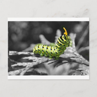 Postal perejil caterpillar blanco y negro