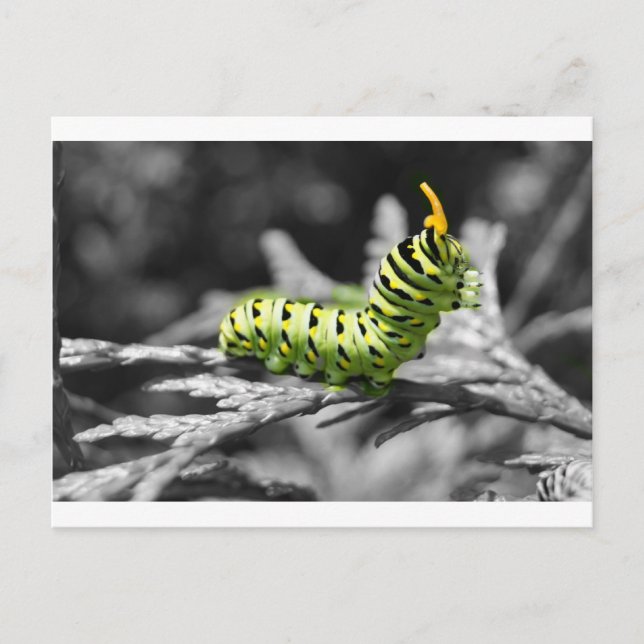 Postal perejil caterpillar blanco y negro (Anverso)