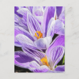 Postal Perenne Purple Striped Crocuses