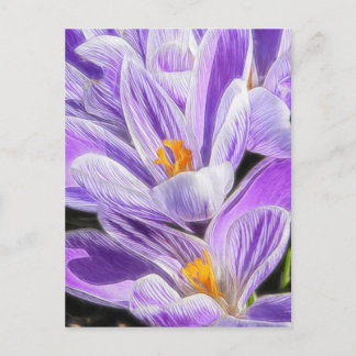Postal Perenne Purple Striped Crocuses