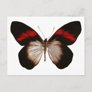Postal Pereute con bandas rojas - Personalizado