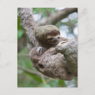 Postal Perezoso bebé con madre colgando de un árbol