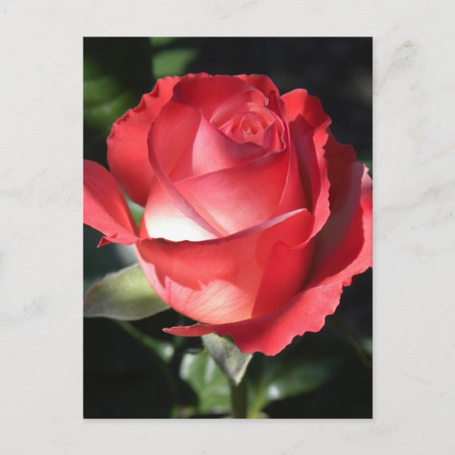 Postal Perfección Rosa (Anverso)
