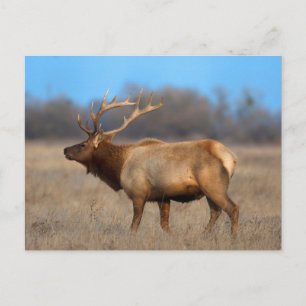 Postal Perfil de alce en otoño