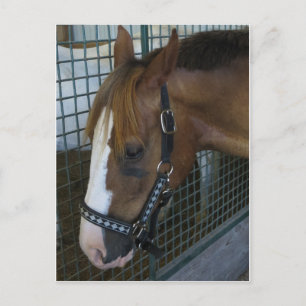 Postal Perfil de caballo
