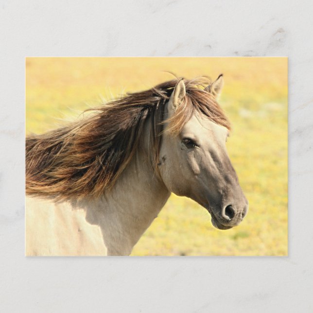Postal Perfil de caballo beige (Anverso)