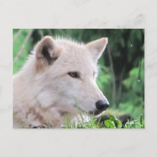 Postal Perfil de cierre del lobo blanco