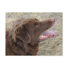 Perfil de Flatlandersam P4