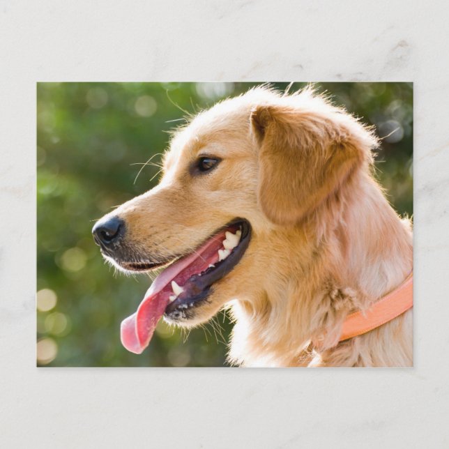 Postal Perfil de Golden Retriever con salida de lengua (Anverso)