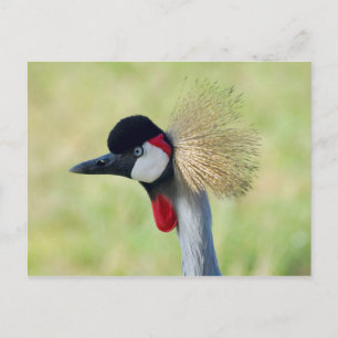 Postal Perfil de grana cruzada gris