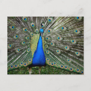Postal Perfil de hermoso pavo real